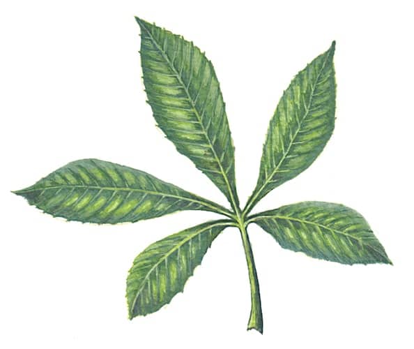 Horsechestnut leaf Illustration for product design