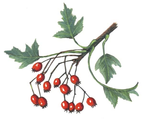 Hawthorn Branch Berries illustration for product design