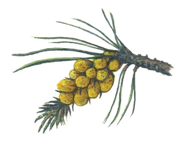 Pine Flowers - male illustration for product design