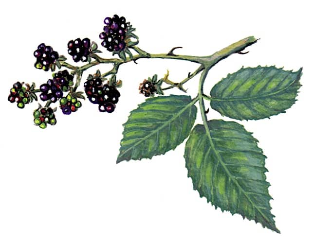 blackberry Fruits Illustration for product design