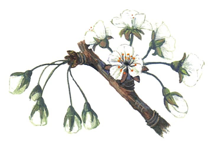 Wild Cherry flowers Illustration to license