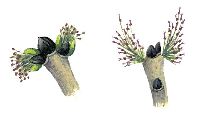 Ash Flowers Illustration for product design